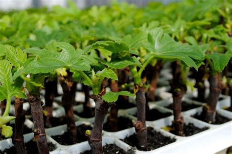 Buah fig disebut sebagai buah tin atau buah ara di indonesia. Cara Mudah Budidaya Buah Tin Dengan Stek Sungkup - Kabartani