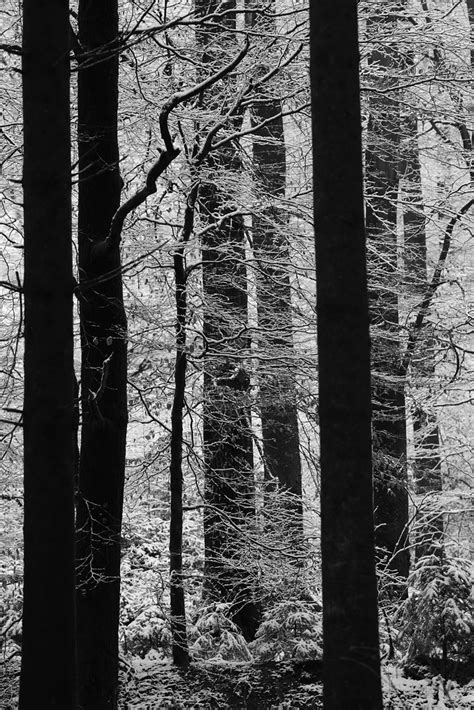 Trees In Winter Trees In Winter Alexandre Dulaunoy Flickr