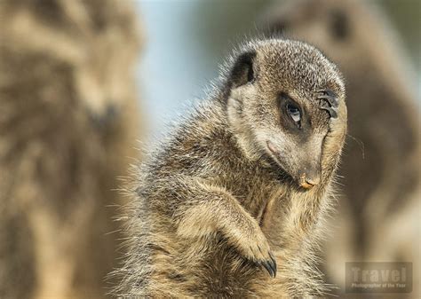 Meerkat Little Karoo South Africa Travel Photographer Of The Year