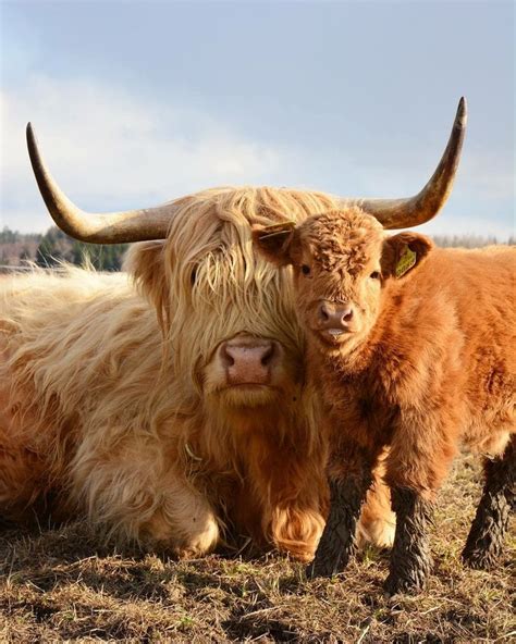 I like the name fiona and shadow. Pin by Philipp Mühlhausen on Cows | Fluffy cows, Cute cows ...
