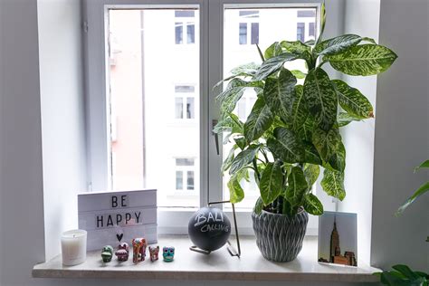 Deshalb ist es wichtig die eigene wohnung behaglich und schön zu. Fensterbank Deko: Ein kleiner Dschungel in unserer Wohnung ...