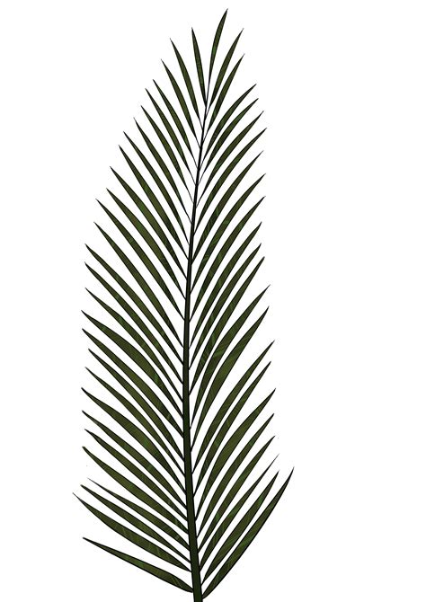 Outline palm leaves white background seamless vector. Banana Leaf Drawing | Free download on ClipArtMag
