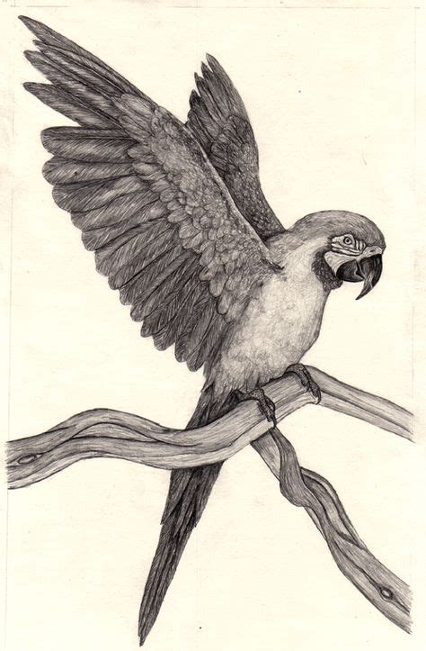 Parrot Drawings Bing Images Parrot Drawing Parrots Art Pencil