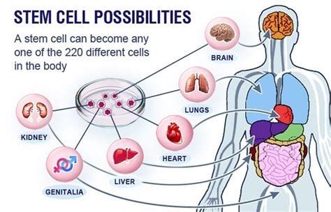 Stem Cells And Stem Cell Therapy An Overview Atomstalk