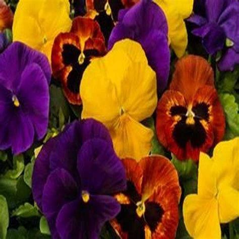 Pansy Autumn Mix Pansy From Plantworks Nursery