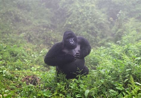 Male Gorillas Beat Their Chests To Advertise Body Size Study Shows