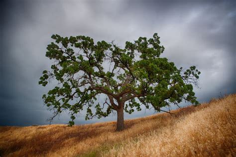 Lone Oak Tree In California Field Stock Photo Image Of Fresh Brown