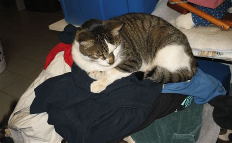 Ask A Vet Why Does My Cat Sleep On My Clothes Cat Sleeping Ask A