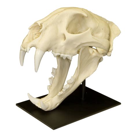 Replica African Leopard Skull — Skulls Unlimited International Inc