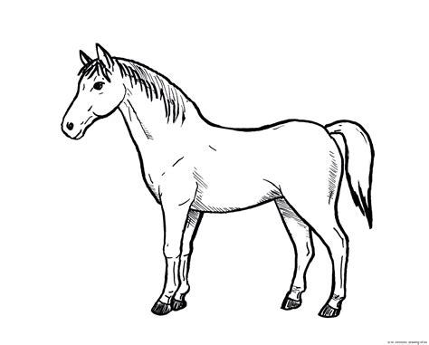 Horse Drawing Line Art Illustrations