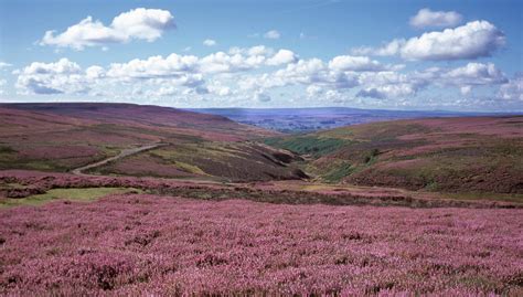 Derbyshire Heather Moorland 1655×941 Lancashire Landscape