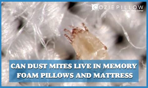 Can Dust Mites Live In Memory Foam Pillows And Mattress
