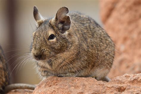 The Degu Guide: What Is a Degu and Is It A Good Pet?