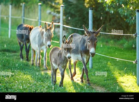 Domestic Donkey Equus Asinus Asinus Mare With Foal And Two Another