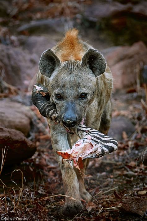 Spotted hyena - Africa Geographic