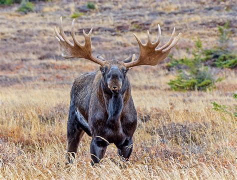 8 Marvelous Facts About Moose