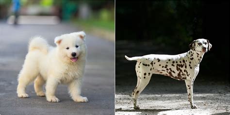 20 Cutest Dog Breeds In The World