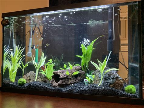 Just Want To Show You My 29 Gal Freshwater Aquarium Hopefully The