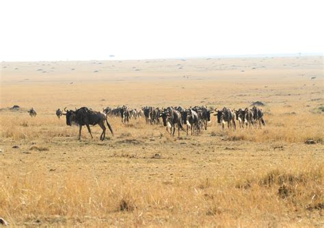 Loita Wildebeest Moving Back And Forth Within The Musiara Areas