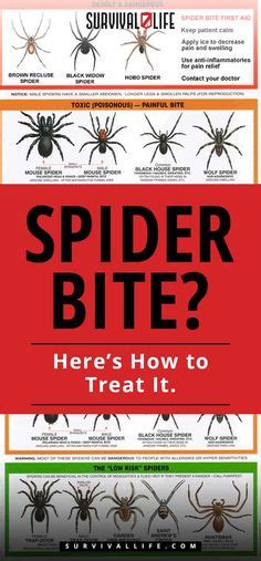 39 Latest Spiders Ideas In 2022 Spider Spider Bites Brown Recluse