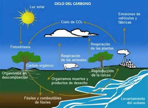 Ecociencia Ambiental Ciclos Biogeoquímicos