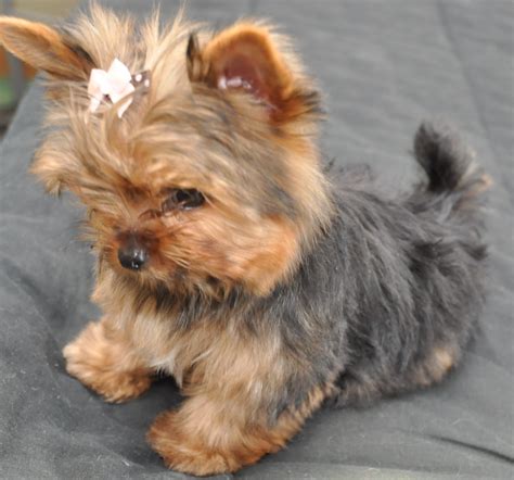 Courtashyorkies Tiny T Cup Yorkie Pup 3 12 Months Yorkshireterrier