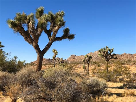 What To Do In Joshua Tree National Park In One Afternoon