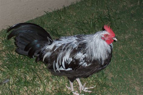 Check spelling or type a new query. Murray McMurray Hatchery