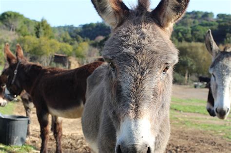 Donkey Hiking And Trekking Algarve