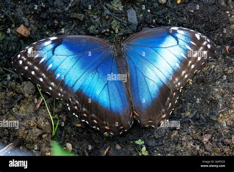Common Blue Morpho Butterfly Aka Peleides Blue Morpho Common Morpho Or