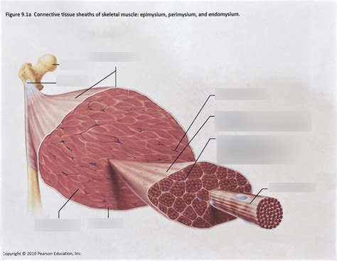 Muscles Connective Tissue Sheaths Of Skeletal Muscles Epimysium