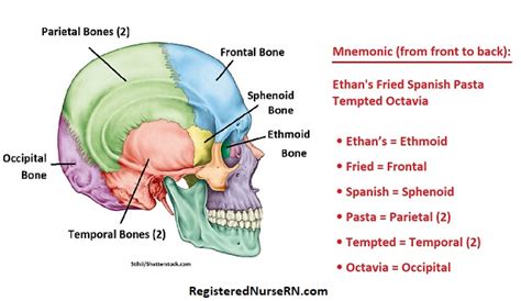 Long bones are mostly located in the appendicular skeleton and include bones in the lower limbs (the tibia, fibula, femur, metatarsals, and short bones are about as long as they are wide. Human Skull Bones (Cranial and Facial Bones) Mnemonic ...