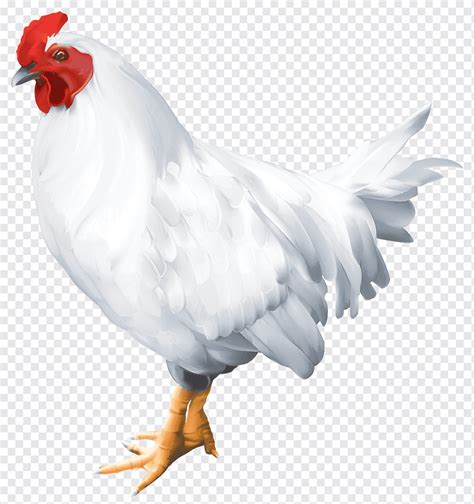 Solid White Bird Rooster Poultry White Rooster Galliformes Chicken Bird Png PNGWing