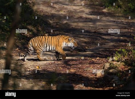 A Bengal Tiger Prowling In The Forest Of Jim Corbett National Park