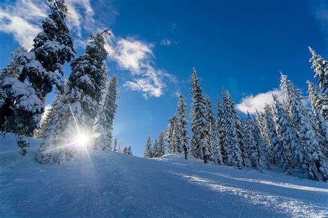 Hd Wallpaper Green Pine Tree Lot Winter Landscape Pine Trees Snow