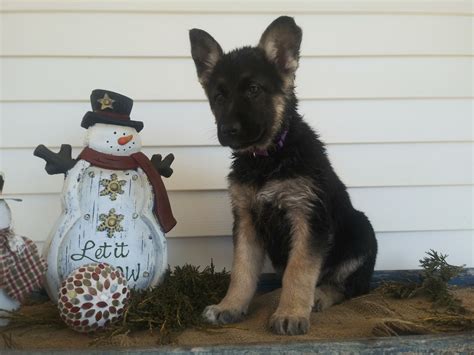 Give a puppy a forever home or rehome a rescue. German Shepherd Puppies For Sale | Pittsburgh, PA #320596
