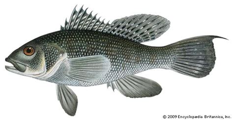 Black Sea Bass Fish
