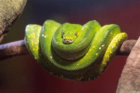Green Tree Python Care Morelia Viridis Crestwood Animal Hospital