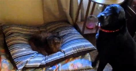Cats Stealing Dogs Beds Video Huffpost Uk Comedy