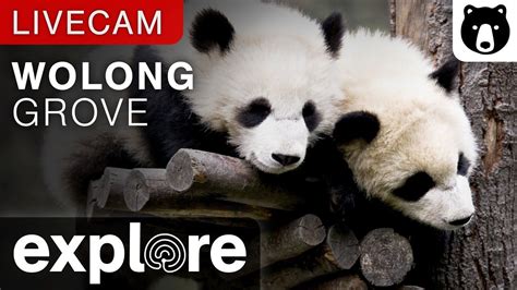 Wolong Grove Panda Cam Powered By Panda Cam Panda Pet Cam