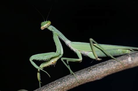 40 Surprising Praying Mantis Facts You Probably Didnt Know About