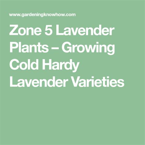 Zone 5 Lavender Plants Growing Cold Hardy Lavender Varieties