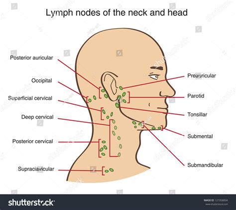Lymph Nodes Neck Head Stock Vector 127358894 Shutterstock