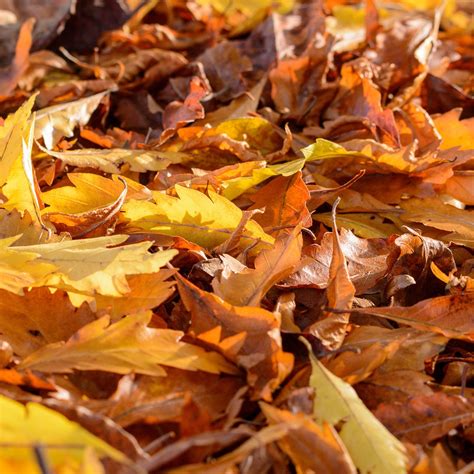 7 Uses for Autumn Leaves | Elite Tree Care