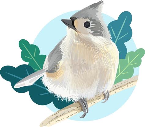 Tufted Titmouse Bird Vector Illustratie Vector Illustratie
