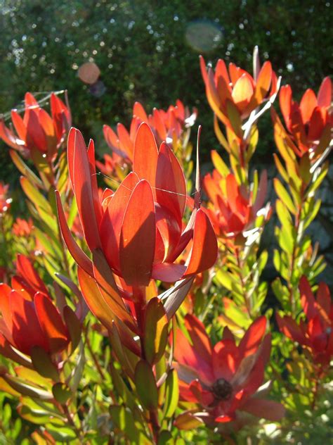Buy Leucadendron Safari Sunset At Trevena Cross Garden Centre