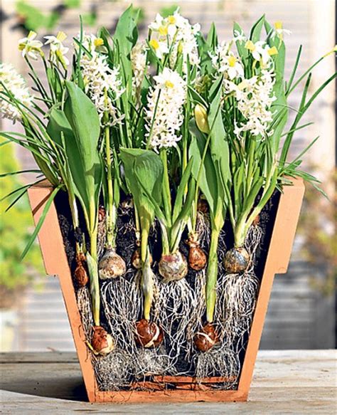 More About Bulb Gardening The Layered Look