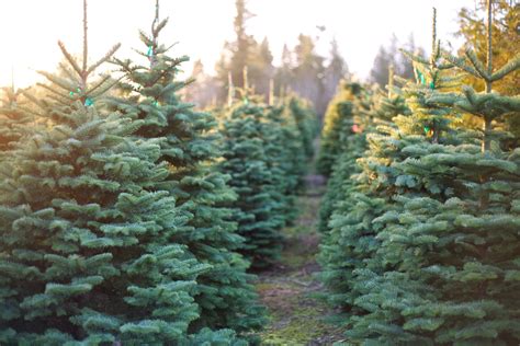 As Cold Rolls In Prepare Your Plants Christmas Tree Tips Wtop News