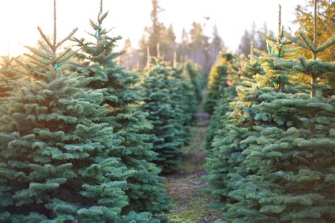 All of these tree plantation background resources are for free download on pngtree. As cold rolls in, prepare your plants; Christmas tree tips | WTOP