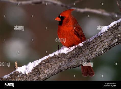 Male Northern Cardinal Stock Photo Alamy